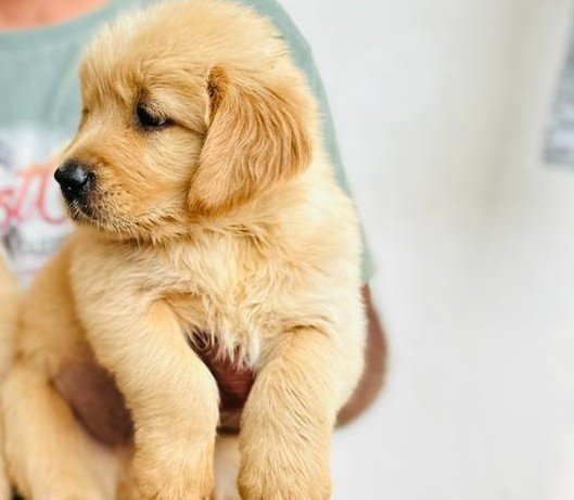 Purchase KCI Registered Golden Retriever Puppy from Vizag